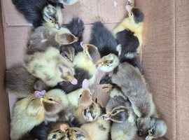 ducklings available