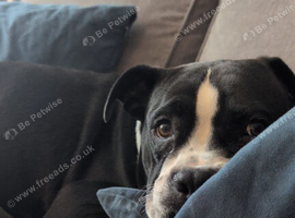 9 month old Boxer cross for adoption