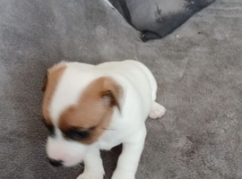 JACK RUSSELL PUPPIES