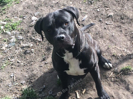 Staffy cross looking for new home