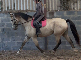 Quality young horse