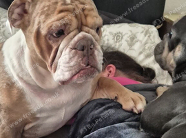 Female english bulldog