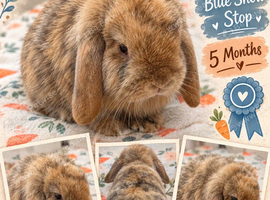 Mini lop doe harlequin fawn