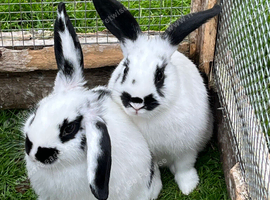 Mini lop cross English spot baby bunnies