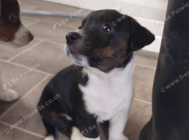 Jack Russell puppies (1 Boy) left Ready now