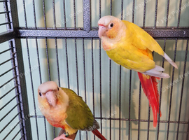2 pairs of conures
