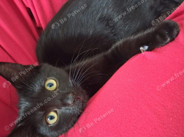 Black shorthair kitten
