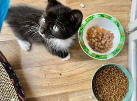 RAGDOLL MIX BOY READY NOW