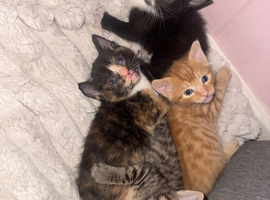4 kittens