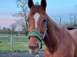 Kitty &ndash; 15.2hh Mare, 15 Years Old.