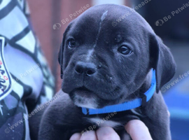 Cane corso cross staffy
