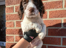 Chocolate roan cocker spaniel