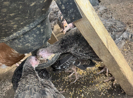 Norfolk black turkeys