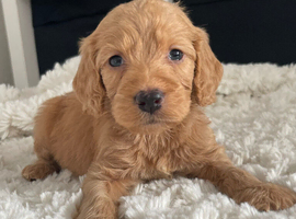 F1 cockapoo puppies