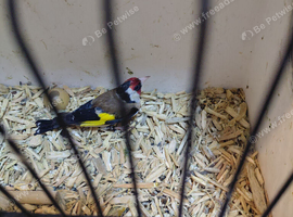 2  pair goldfinchs for sale 2025 close ring