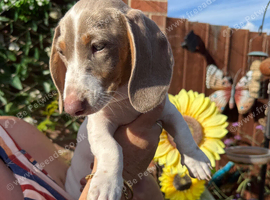 Miniature Piebald Dachshund puppy Girl