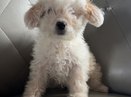 Cockapoo puppies