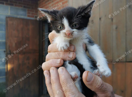 Farm/ stable Kittens