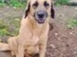 Urgent rehoming - JULIO