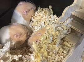 Baby Syrian Hamsters available now 2x boys left