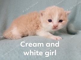 Beautiful BSH kittens ready to book