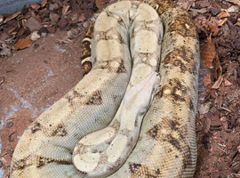 Quick Sale - Hogg Island Dwarf Boa Adult at Birmingham Reptiles