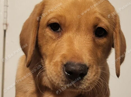 Working labrador red fox