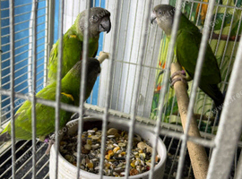 Babys Senegal parrots