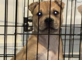 Bullpei 10 month old puppy