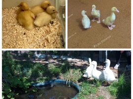 Free young male Pekin