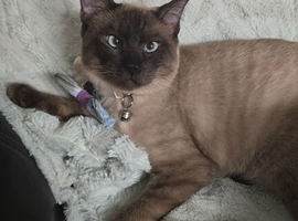 Longhaired siamese
