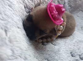 2 girls & 1 boy chihuahua puppies
