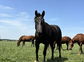 Beautiful Jet Black American Quarter Horse Filly