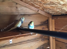 Baby budgies