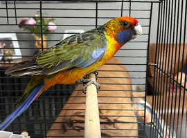 Beautiful male pennant