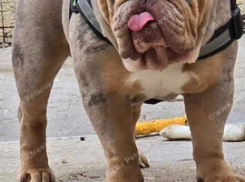 Lilac tri Merle English bulldog STUD