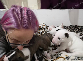 English bull terrier puppies