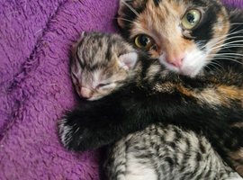Maincoon cross kittens for sale