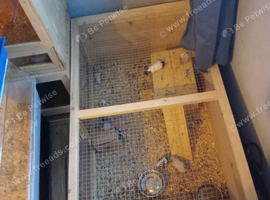 Male and female mice Available