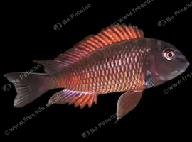 Tanganyika Tropheus Moliro group