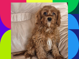 Beautiful red apricot F1 Cavapoo boy