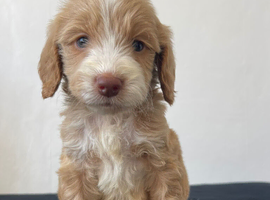 F1 cockapoo puppies