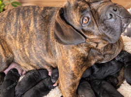Presa canario X sharpi