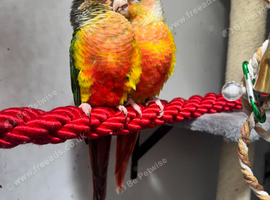 Pair of green cheeked conures