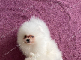 Snow White Pomeranians