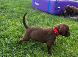 German short haired pointer mix