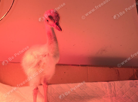 3 rhea chicks