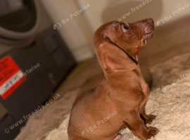 Beautiful Dachshund x Miniature Jack Russell Puppies