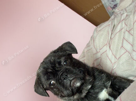French cross pug