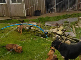 welsh sheepdog cross pure kelpie